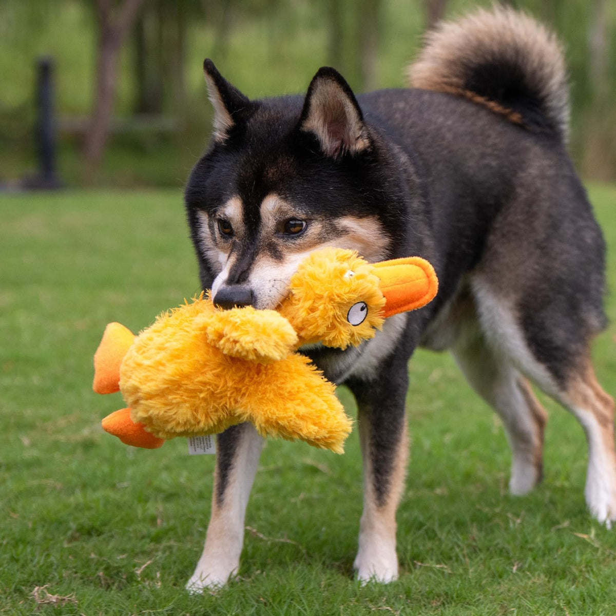 Best Pet Supplies Interactive Squeaky Dog Toy - Crinkle Duck, Yellow | Stuffing Free Body, Soft, Squeaks & Crinkles, No Mess, Perfect for Moderate Chewers, Toss and Fetch Play