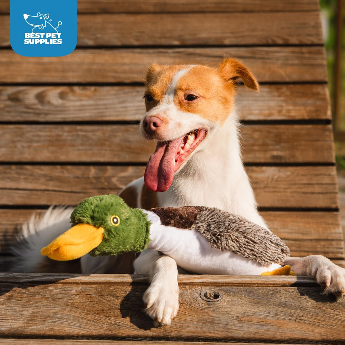 Best Pet Supplies Interactive Squeaky Dog Toy - Crinkle Duck, Yellow | Stuffing Free Body, Soft, Squeaks & Crinkles, No Mess, Perfect for Moderate Chewers, Toss and Fetch Play