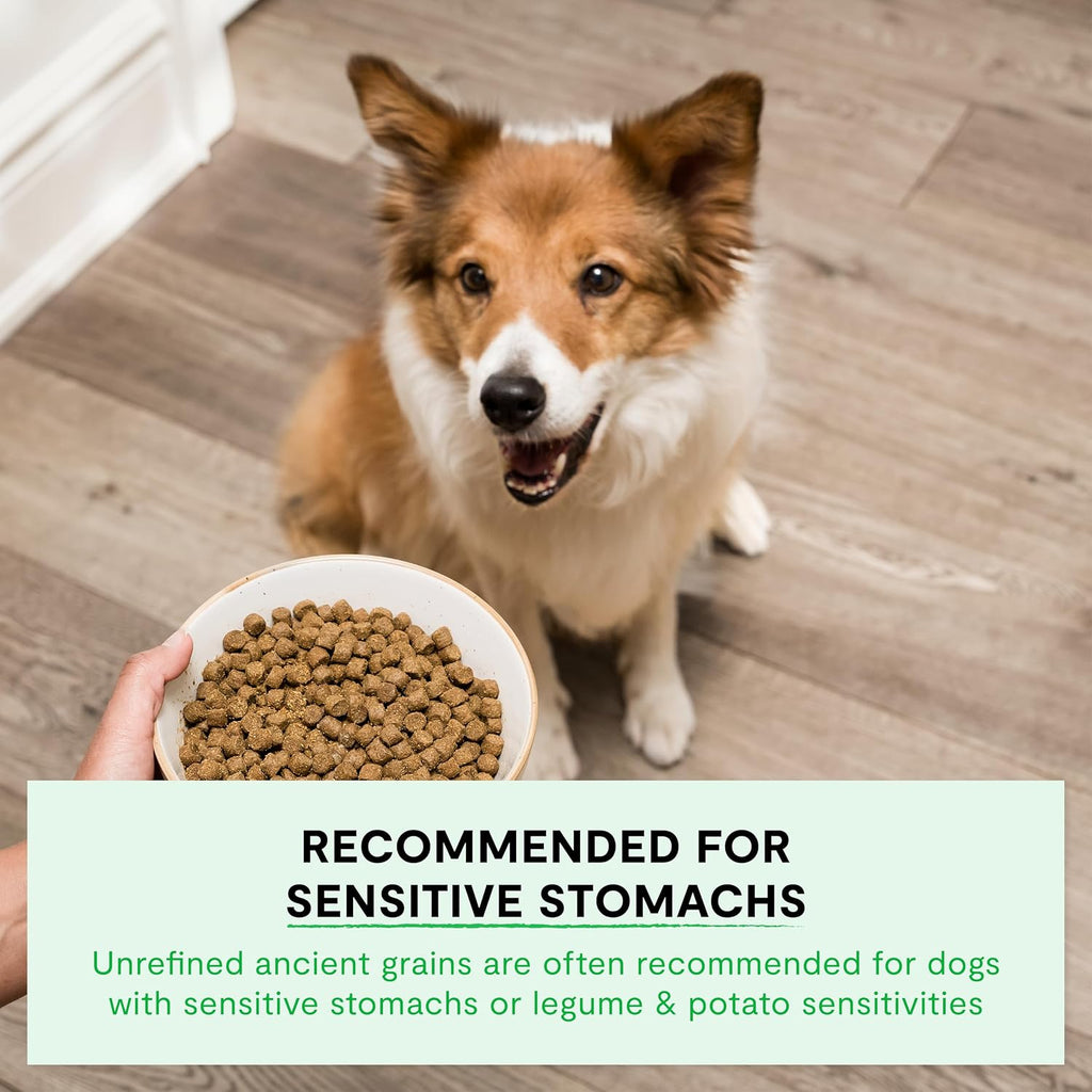 Open Farm Ancient Grains Dry Dog Food, Wild Caught Salmon Kibble, 22lb Bag