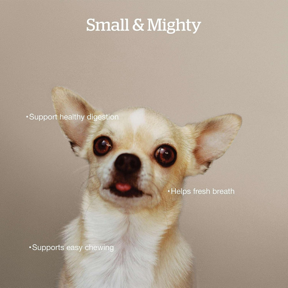 Now Fresh Small Breed Adult Dry Dog Food, Turkey, Salmon & Duck, 22 lb