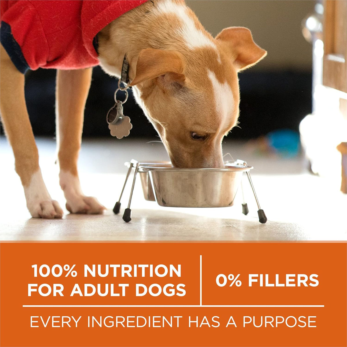Purina ONE Plus Healthy Weight Dry Dog Food, Real Turkey, 31.1 lb Bag