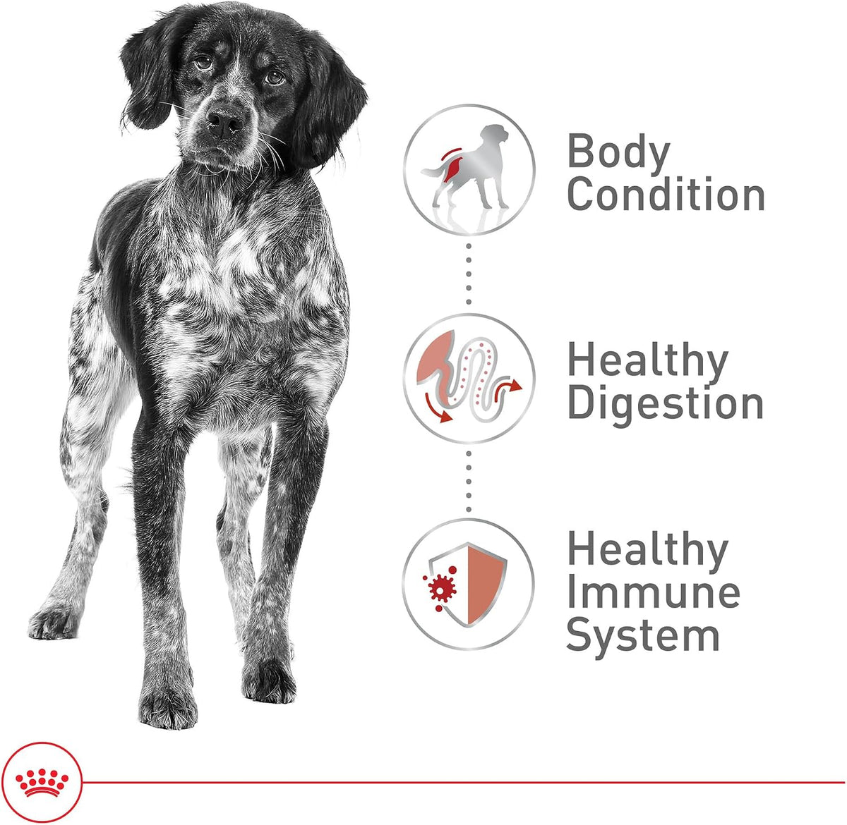 Royal Canin Size Health Nutrition Medium Adult Dry Dog Food, 17 lb Bag